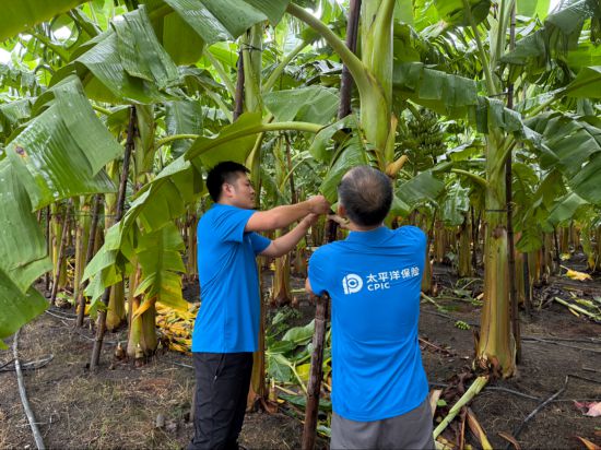 中国太保：积极应对第18号台风“桦加沙”